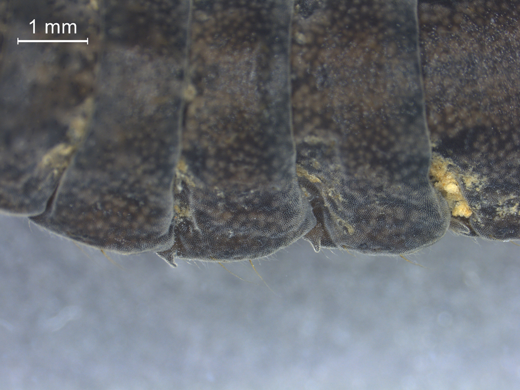 Stratiomys longicornis